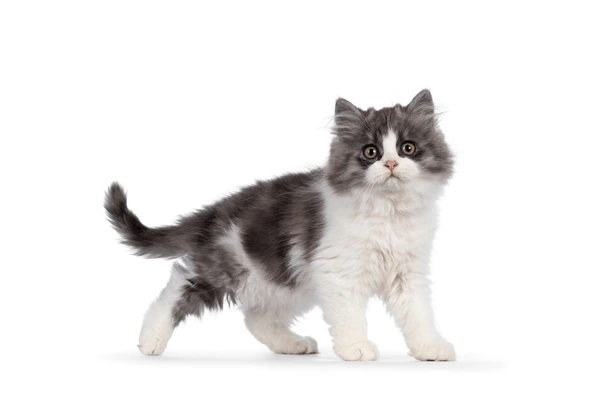 Pet Image